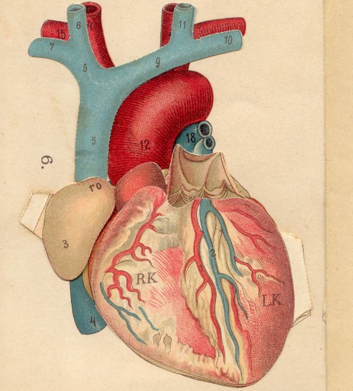 Image de l'article Les Statines vont-elles être prescrites à toutes les PVVIH de plus de 40 ans ?